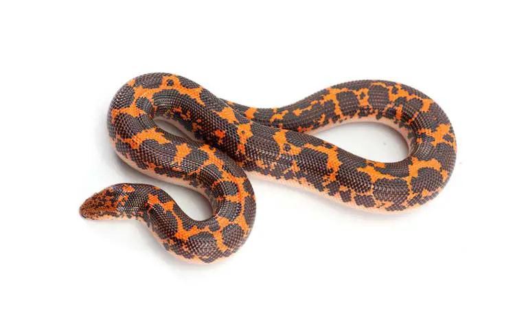 Image of adult male kenyan sand boa, natural color, orange base, darkbrown stains and perl white belly