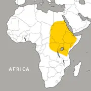 Geographic range of kenyan sand boa showing in northeast Africa